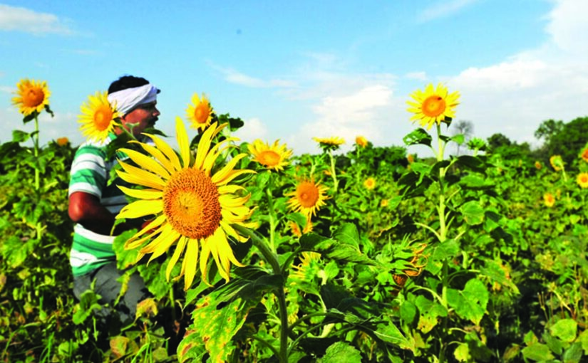 सूरजमुखी की खेती