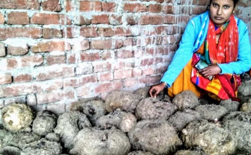 सूरन की खेती में समझदारी