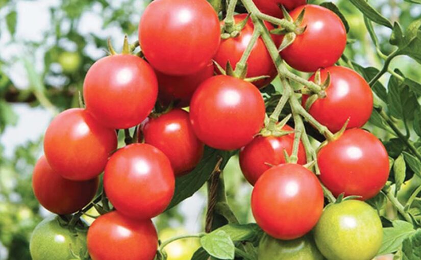 टमाटर की नई किस्म से दोगुनी पैदावार
