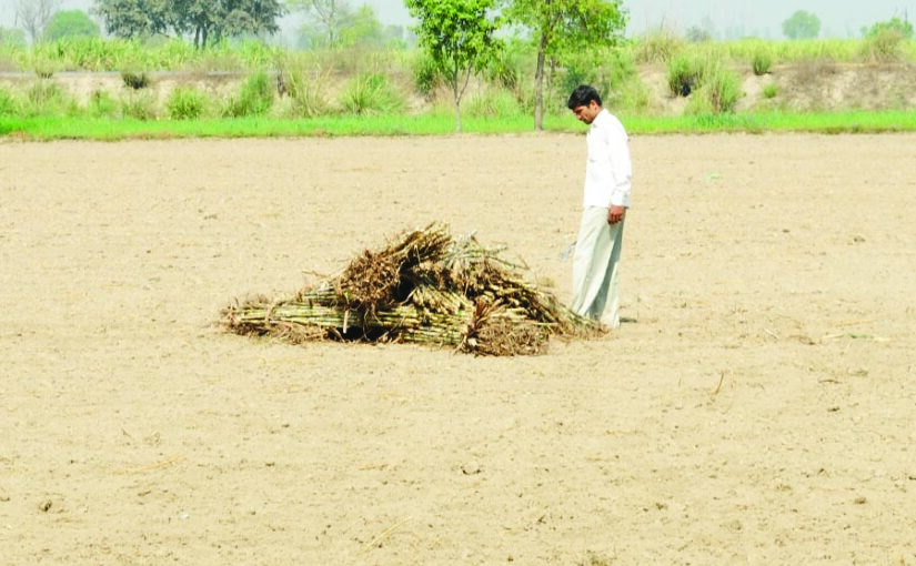 उत्तर प्रदेश में गन्ना खेती की मौडर्न तकनीक