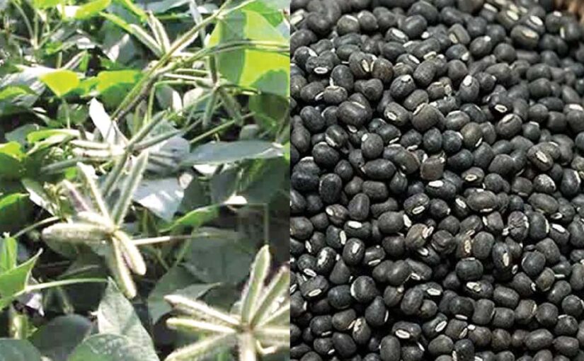 उड़द की खेती और कीटरोग प्रबंधन