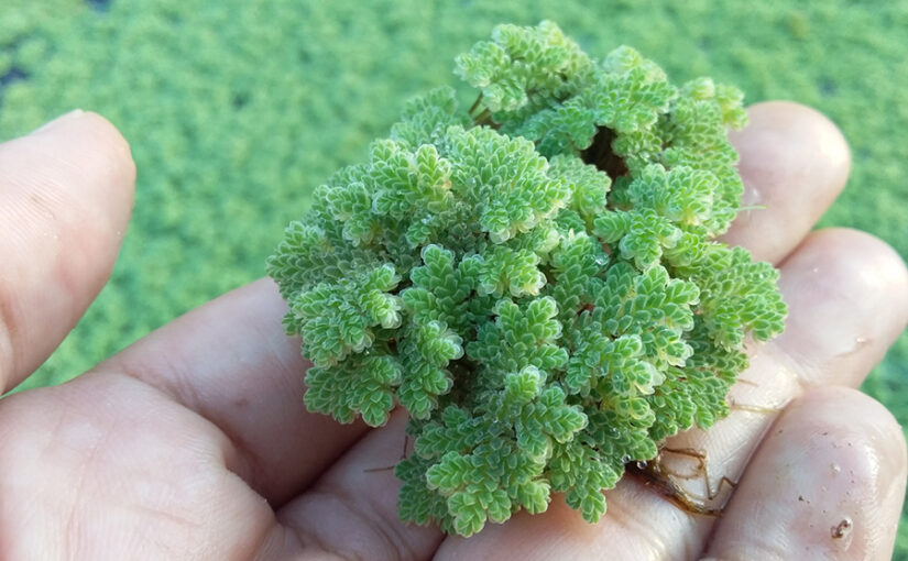 अजोला की खेती और दुधारू जानवरों के चारा