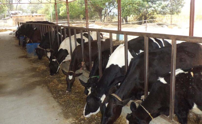 गौशालाओं के लिए तीन सौ करोड़ और ग्रीन कलर योजना
