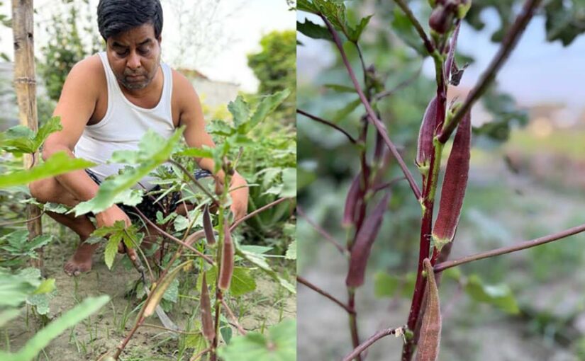 लाल भिंडी की खेती से किसान संजीव को मिली अलग पहचान