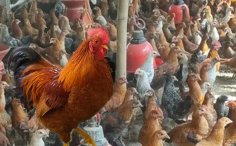 वनराजा मुरगीपालन यानी बैकयार्ड पोल्ट्री फार्म