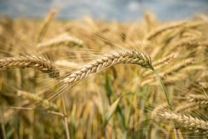 Wheat