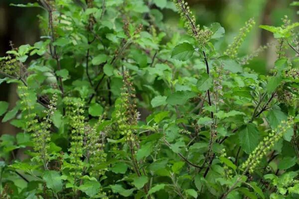 तुलसी को ठंड में सूखने से कैसे बचाएं