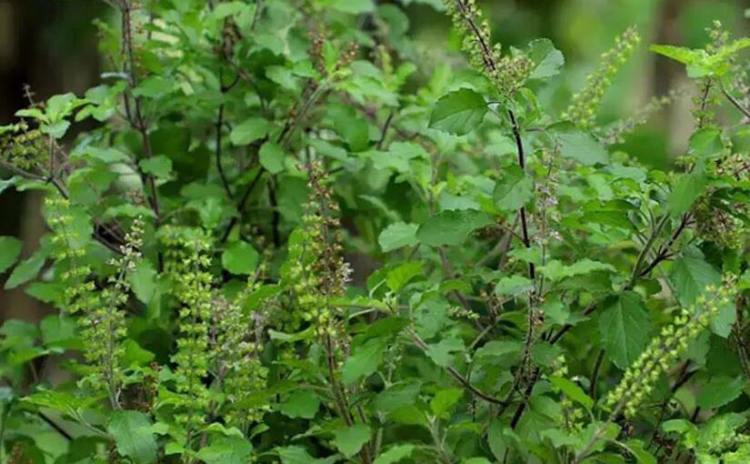 तुलसी को ठंड में सूखने से कैसे बचाएं