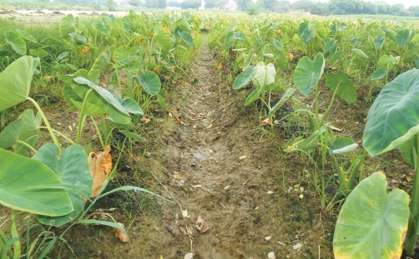 वसंतकालीन अरवी की खेती ज्यादा लाभकारी