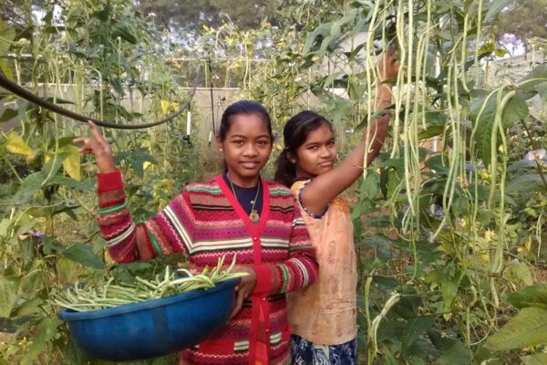 चारा व सब्जी फसल बरबटी की खेती