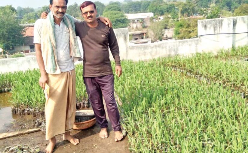 छत पर तैयार की गन्ने की पौध