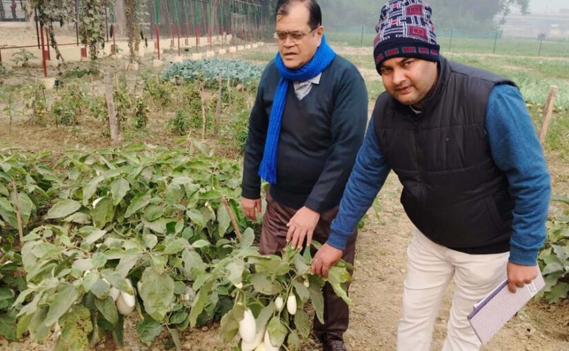 फसलों को पाले से बचाना जरूरी