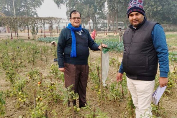 कड़ाके की ठंड में फसल में कीट व बीमारियां