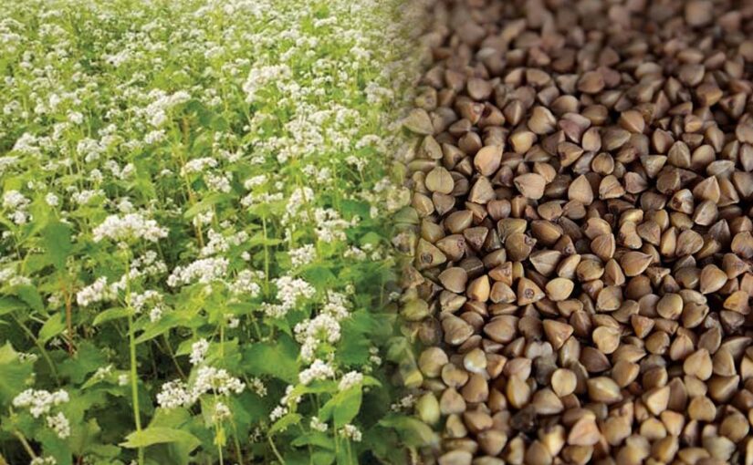 मोटा अनाज कुट्टू सेहत का खजाना