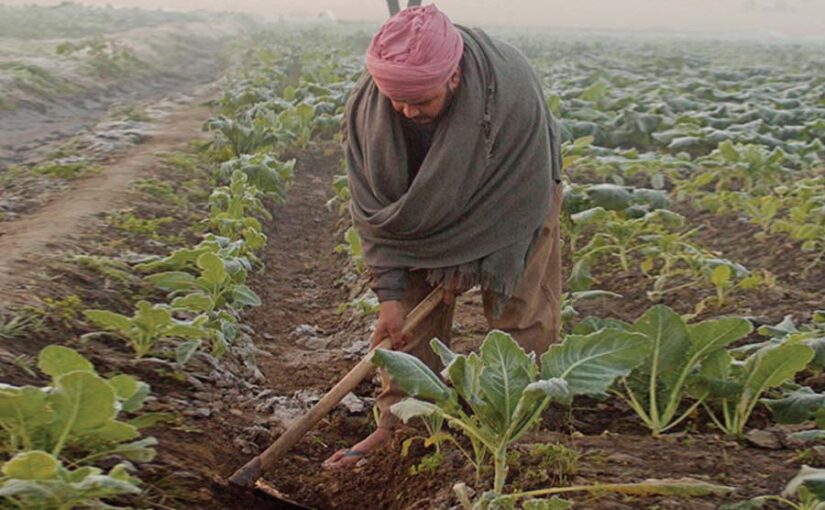 पाले से कैसे करें फसलों की सुरक्षा