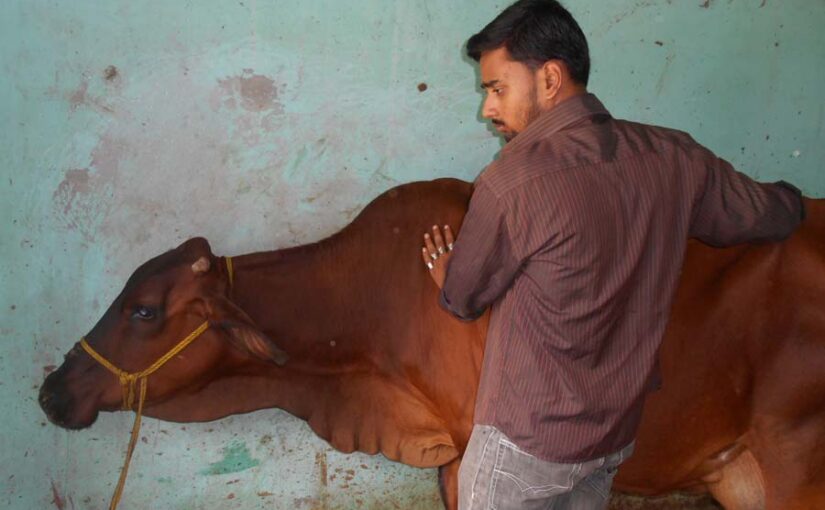 पशुपालन में टीकाकरण का रखें ध्यान