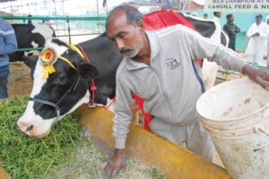 Animal Feed