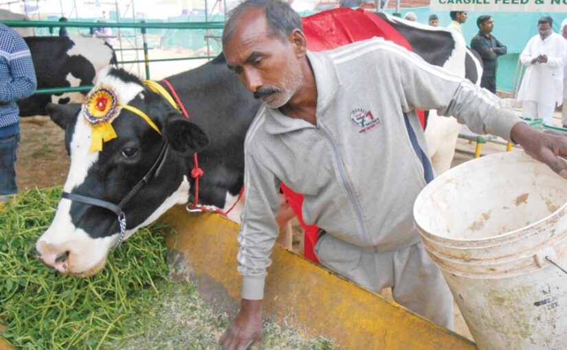 पशुपालक रखें पशुओं के आहार का ध्यान