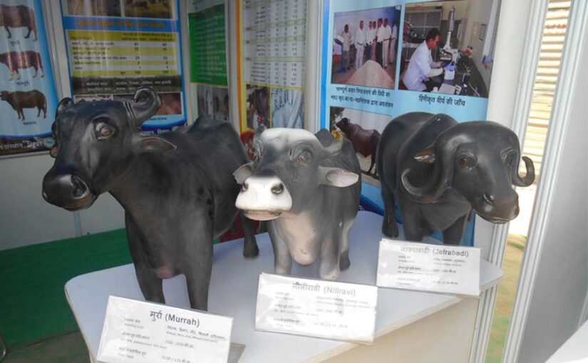 पशुपालन में उन्नत तकनीकियां