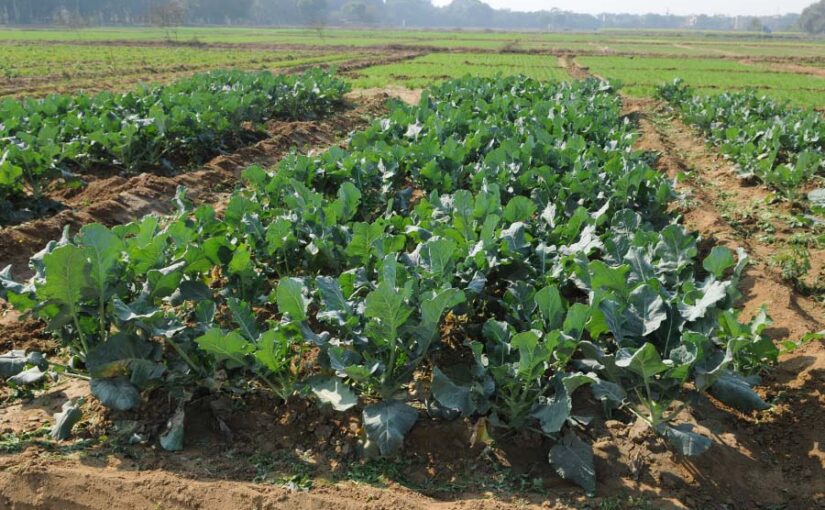 रबी मौसम की सब्जियों में लगने वाली प्रमुख बीमारियां एवं उन की रोकथाम