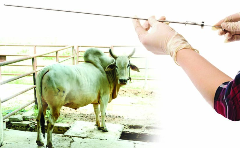 सांड़ के वीर्य की नली को देख कर नस्ल की पहचान