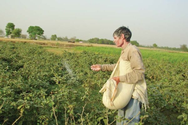 सब्जी फसलों में ऐसे डालें खाद