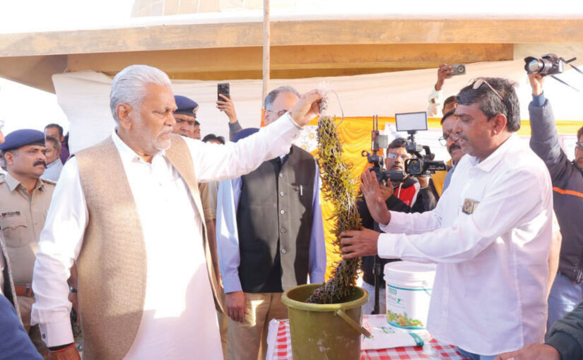 समुद्री शैवाल की खेती