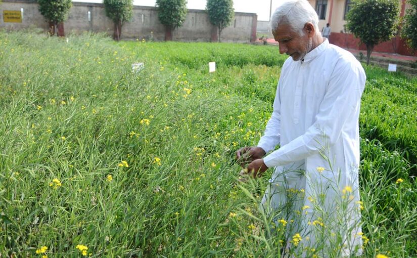 सरसों की फसल को कीड़ों से बचाएं