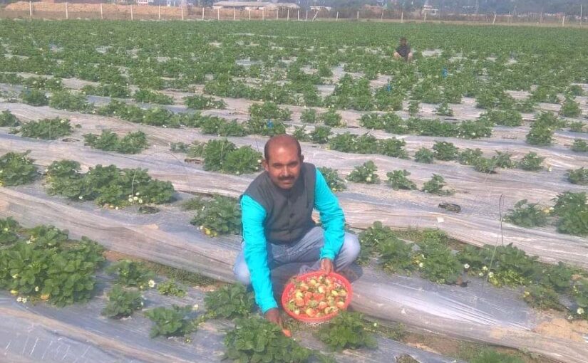 स्ट्राबेरी की खेती से किसान मालामाल