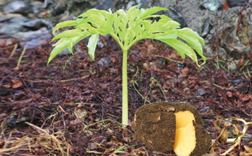 सूरन (Elephant Foot Yam) की खेती लाभप्रद