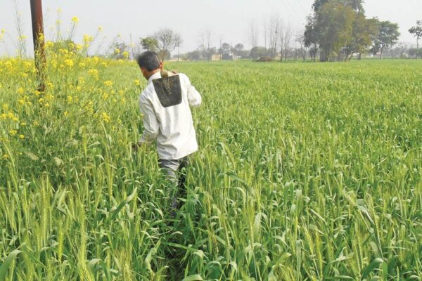 फरवरी महीने में खेतीकिसानी के काम