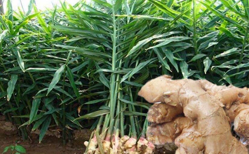 अदरक (Zinger) की खेती से किसानों को मिलेगा मुनाफा