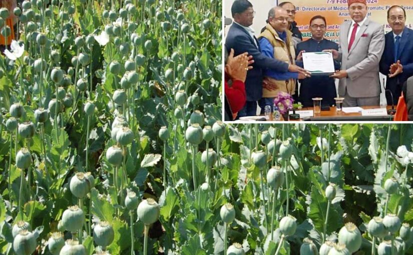अफीम (Opium) की नई किस्म ’चेतक’ विकसित