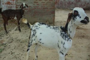 आजीविका मिशन (Livelihood Mission)