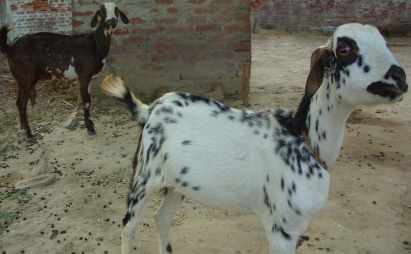 आजीविका मिशन (Livelihood Mission) से जुड़ बकरीपालन कर आत्मनिर्भर बुटैया
