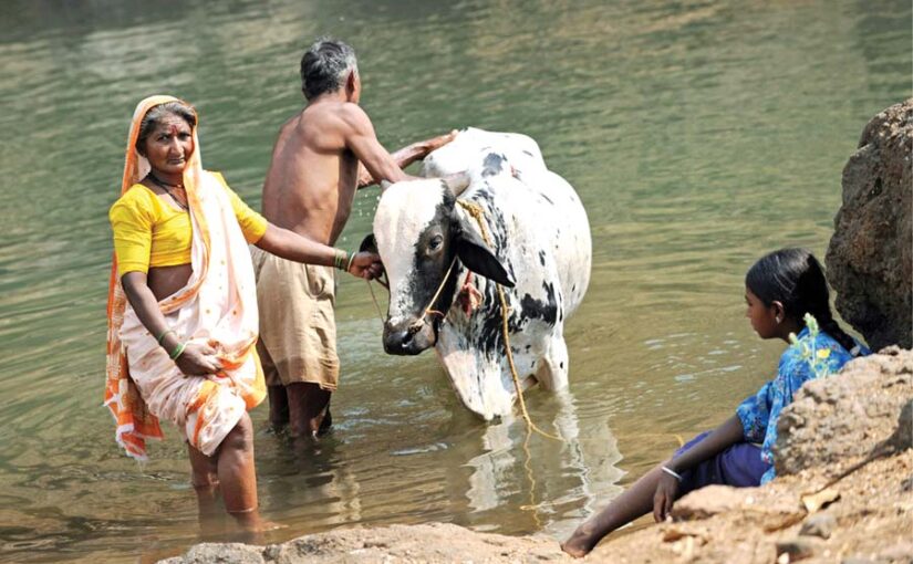 डेरी पशुओं (Dairy Animals) में मौसम का असर