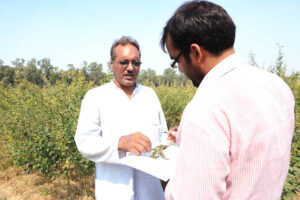 Pulses Production