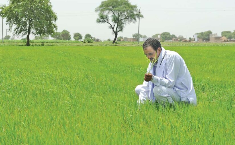 धान की खेती (Paddy cultivation) और फसल का रोगों व कीटों से बचाव