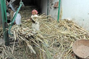 Sugarcane