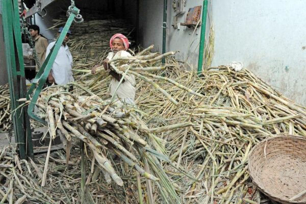 दुनिया में गन्ने की सब से ज्यादा कीमत भारत में: हुई और बढ़ोतरी