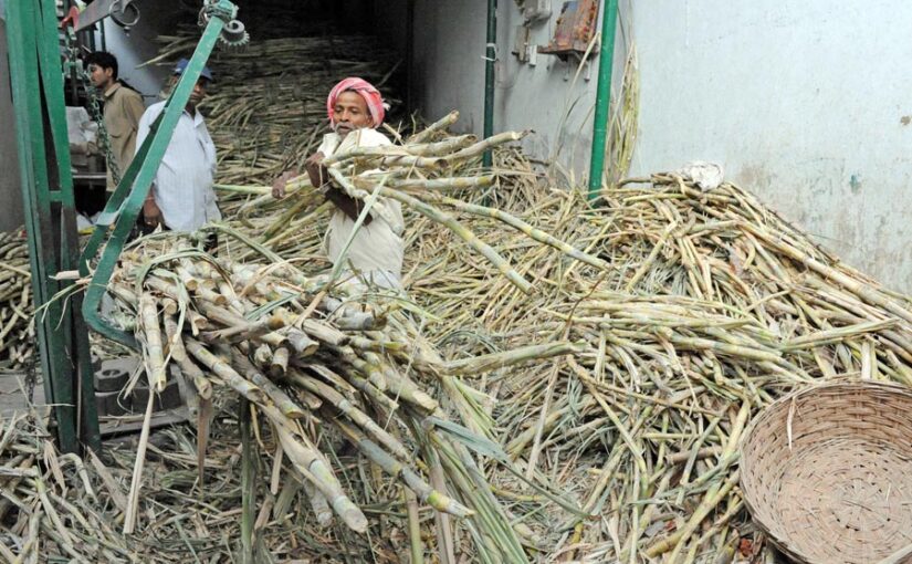 दुनिया में गन्ने की सब से ज्यादा कीमत भारत में: हुई और बढ़ोतरी