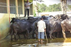 Dairy Farming