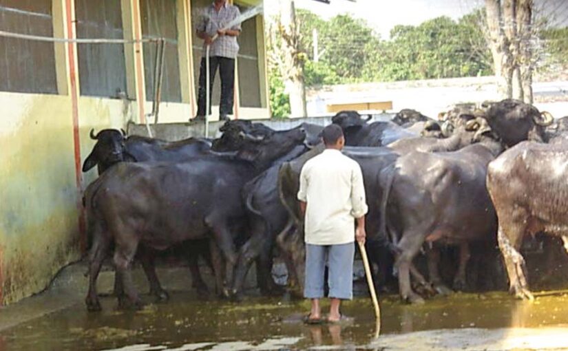 सेहतमंद गायभैंस पालन (Dairy Farming) के लिए सलाह