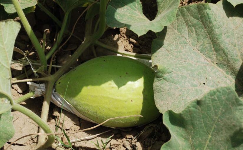 घीया (Sponge Gourd) की खास किस्म ‘एचबीजीएच हाईब्रिड-35’