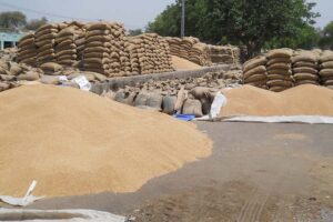 गेहूं (Wheat) की बिक्री के लिए तुरंत करें पंजीयन