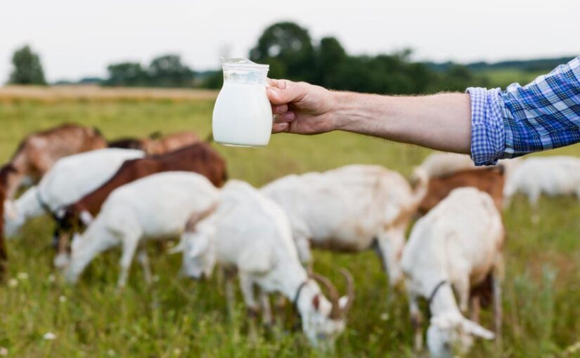 बकरी के दूध से साबुन (Goat Milk Soap) बढ़ाएगा खूबसूरती