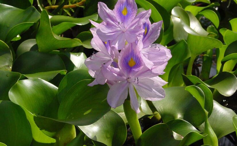 जलकुंभी (Water Hyacinth) से करें जल का उपचार