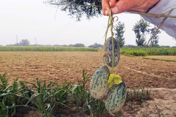 बेल वाली सब्जी देशी सब्जी (Climber Vegetable) कचरी