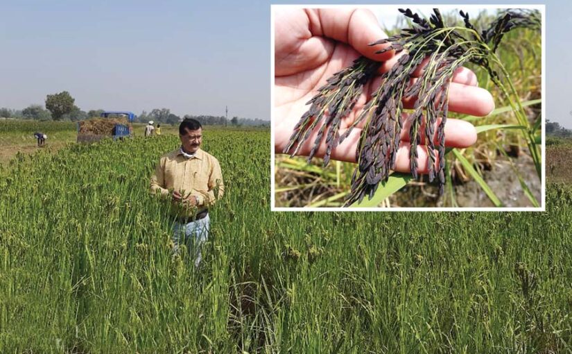 सेहत के लिए फायदेमंद काला नमक धान की खेती