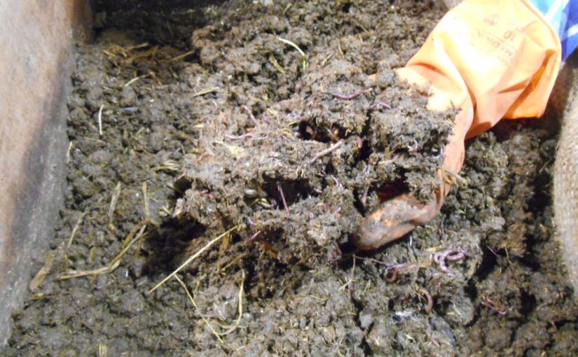 केंचुआ खाद (Vermicompost) : उत्तम जैविक खाद